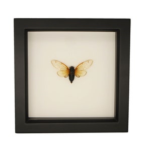 Preserved Real Framed Periodical Cicada Brood X 6x6