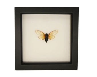 Preserved Real Framed Periodical Cicada Brood X