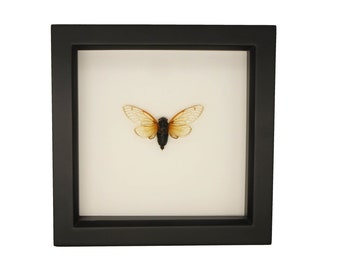 Real Framed 17 Year Old Periodical Cicada 6x6 UV Blocking Glass