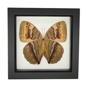 May include: A framed butterfly specimen with brown and tan wings with white and brown markings. The butterfly is displayed on a white background in a black frame.