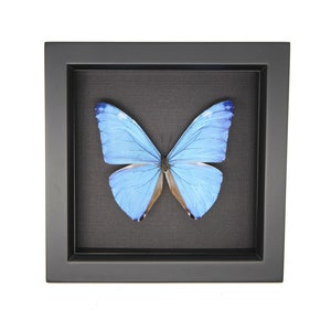 framed adonis morpho butterfly black background