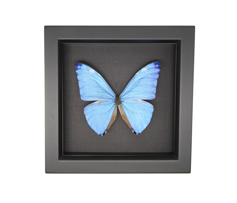 framed adonis morpho butterfly black background