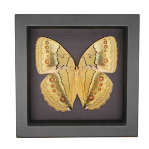 May include: A framed butterfly specimen with brown and yellow wings and a black frame.