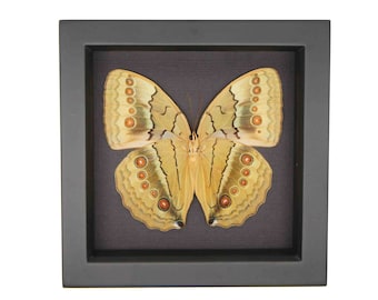 Framed Jungle Queen Butterfly Stichophthalma suffusa tonkiniana black background 6x6