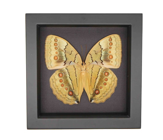 Framed Jungle Queen Butterfly Stichophthalma Suffusa Tonkiniana