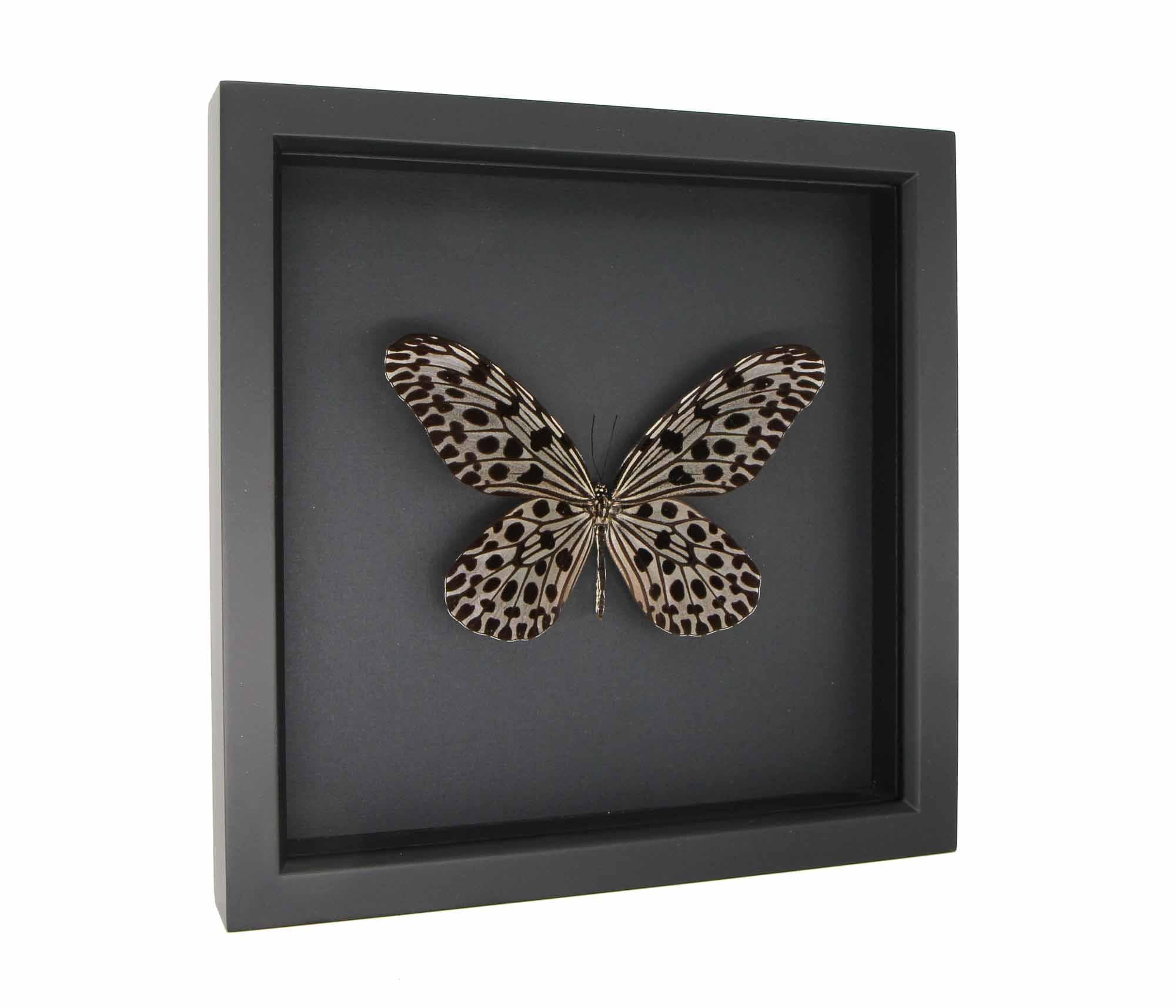 Framed Black and White Malaysian Giant Tree Nymph Butterfly Idea