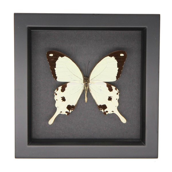 Real Butterfly Framed Mocker Papilio dardanus black background 6x6