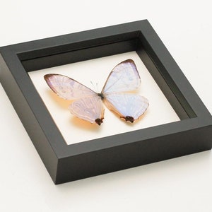 Real Blue Morpho Pearl SULKOWSKI framed butterfly display 6x6 image 4