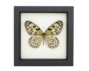 Mariposas reales enmarcadas en papel de arroz para exhibición de insectos con vidrio UV