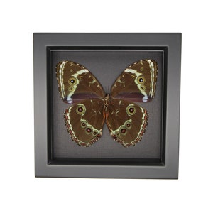 May include: A framed specimen of a brown butterfly with large, circular eyespot markings on its wings. The butterfly is displayed inside a square, matte black shadow box frame with a dark gray backing, showcasing its symmetrical wing pattern.