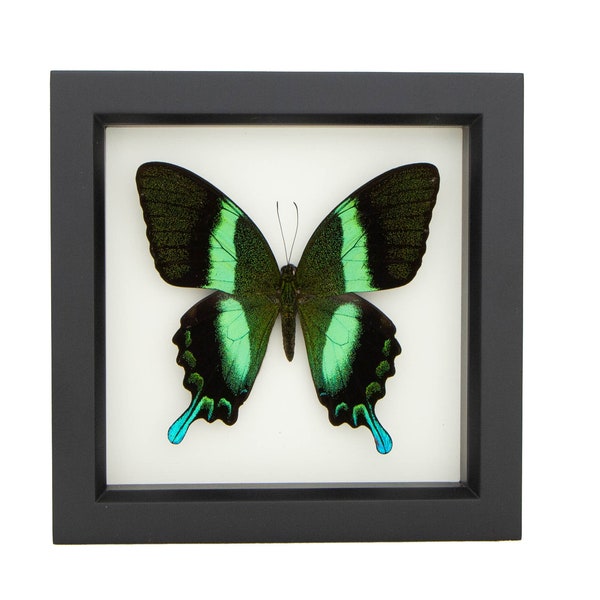 Real Framed Butterfly Taxidermy Display Peacock Swallowtail Papilio blumei