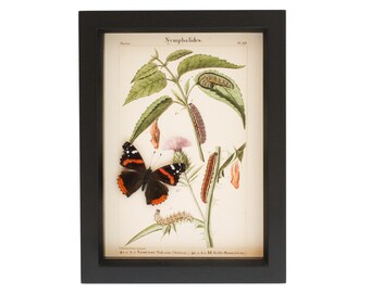 May include: A framed entomological print titled Nymphalides featuring a botanical illustration of a plant with caterpillars and chrysalises, with a three-dimensional red, black, and white butterfly specimen mounted over the printed image.