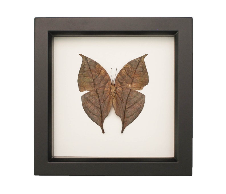 Framed Butterfly Decor Dead Leaf Mimic Butterfly image 2