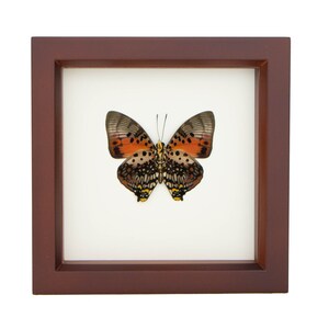Real Framed Butterfly Charaxes zingha African Insect Taxidermy Walnut Frame