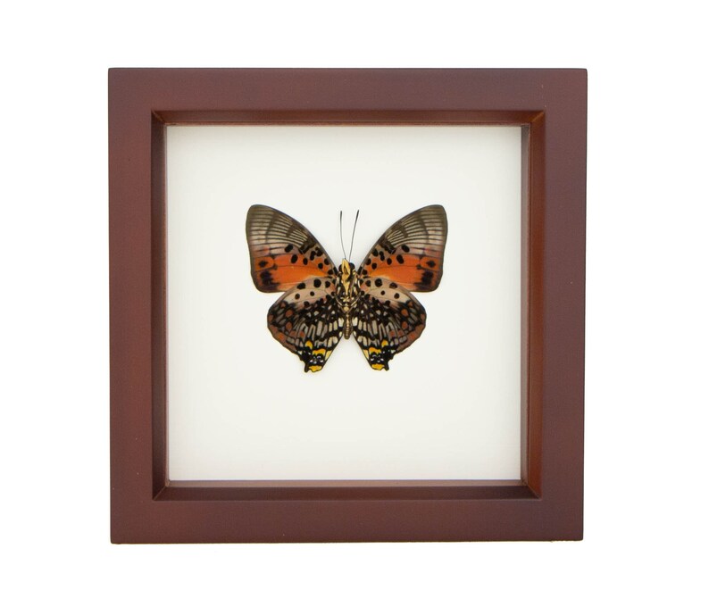 Real Framed Butterfly Charaxes zingha African Insect Taxidermy Walnut Frame