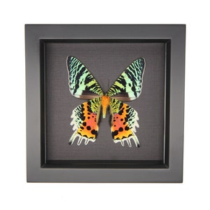 Framed Sunset Moth on black background 6x6