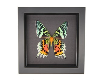 May include: A framed specimen of a sunset moth featuring vibrant wings with black, lime green, and orange patterns. The moth is centered within a square black frame against a dark, textured background, showcasing its distinct wing shape and colors.