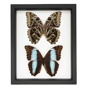 Real Framed Blue Banded Morpho Front & Back 9x11 UV Blocking Frame