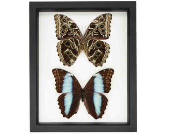 Real Framed Blue Banded Morpho Front & Back 9x11 UV Blocking Frame