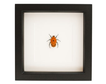 Framed Flower Beetle Taxidermy Display 6x6