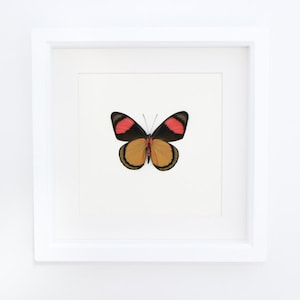 Real Framed Butterfly Painted Beauty in White Museum Shadowbox 9x9