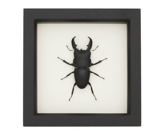 Framed Beetle Taxidermy Dorcus titanus 6x6 in beetle shadowbox