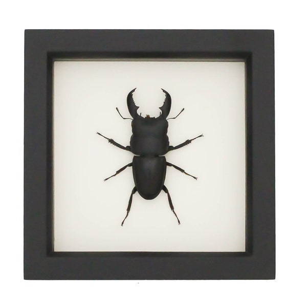 Framed Beetle Taxidermy Dorcus titanus 6x6 in beetle shadowbox