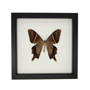 Framed Tropical Swallowtail Moth UNDERSIDE Display 290