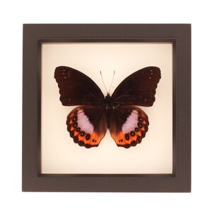 Preserved Butterfly Display Hypolimnas pandarus Species Eggfly