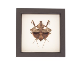 Real Framed Praying Mantid Insect Taxidermy