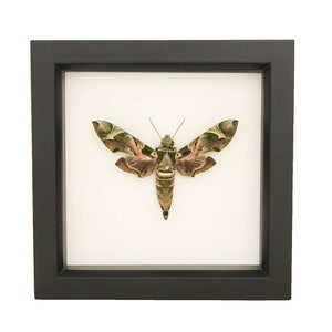 May include: A framed moth specimen. The moth has green and pink markings on its wings and body. The frame is black and square, with a white background. The moth is centered in the frame.