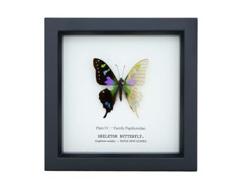Mariposa sin escamas enmarcada, cristal con protección UV de 6x6