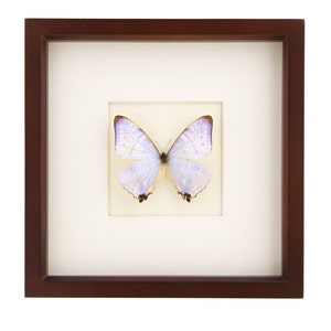 Real Framed Pearl Morpho Butterfly Brown Frame Display