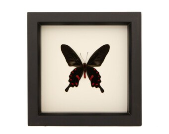 Framed Pink Rose Butterfly Decor Taxidermy Display Pachliopta kotzebuea