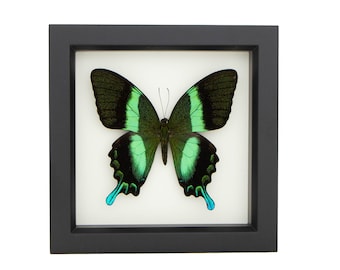 Peacock Swallowtail Framed Butterfly Art Display Papilio blumei