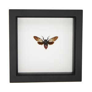 Framed Red Devil Cicada Display 6x6 UV Blocking Display