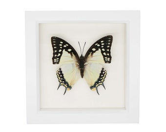 May include: A framed specimen of a butterfly with black and cream-colored wings featuring white spots and elongated tails. The butterfly is centered within a square white frame against a plain white background, displaying symmetrical wing patterns.