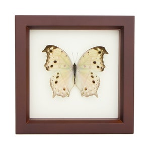 Nature Wall Art, Framed Butterfly Mother of Pearl, Brown Frame SALAMIS PARHASSUS image 2