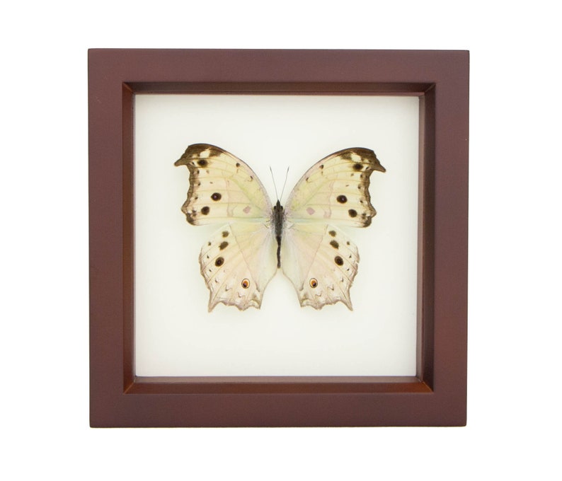 Nature Wall Art, Framed Butterfly Mother of Pearl, Brown Frame SALAMIS PARHASSUS image 2