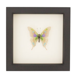 Real Framed Descaled Butterfly Skeleton Purple Mountain Swallowtail Graphium weiskei 6x6