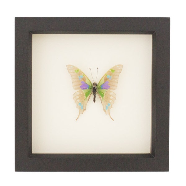 Real Framed Descaled Butterfly Skeleton Purple Mountain Swallowtail Graphium weiskei 6x6