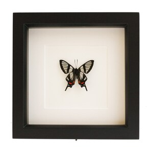 K&ouml;nnte beinhalten: Ein gerahmtes Schmetterlings-Exemplar mit schwarzen und wei&szlig;en Fl&uuml;geln und roten Akzenten. Der Schmetterling ist auf einem wei&szlig;en Hintergrund montiert und in einem schwarzen Rahmen gerahmt.