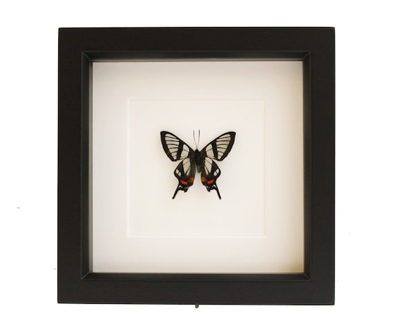 Butterfly Artwork Framed Insect Specimen UV blocking Glass 6x6 Shadowbox Display