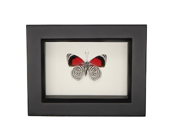 Real Framed Cramer's 88 Butterfly Display Diaethria clymena 4.5x3.5