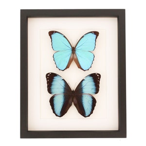 Framed Blue Morpho Collection 9x11 Gallery Shadowbox Frame 9x11 image 1