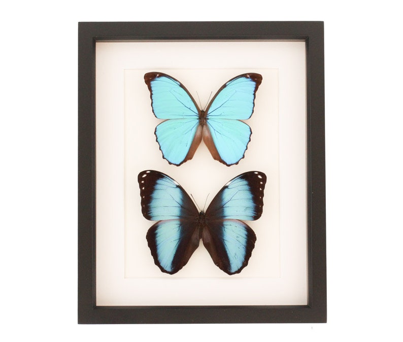 Framed Blue Morpho Collection 9x11 Gallery Shadowbox Frame 9x11 image 1