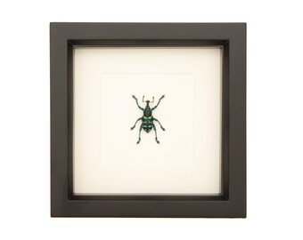 Framed Painted Weevil Beetle 6x6 Frame UV Blocking Glass