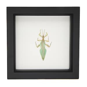 May include: A framed insect specimen. The insect is a light green and tan color, with delicate legs and antennae. The frame is black and square, with a white background.