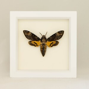 Real Framed Death Head Moth Insect Art 6x6 image 3