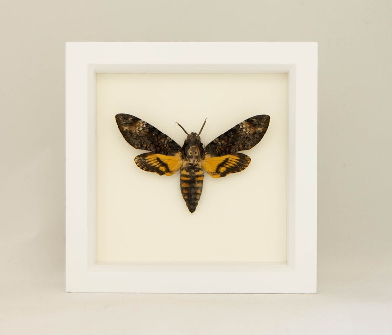 Real Framed Death Head Moth Insect Art 6x6 image 3